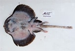 Image result for Neoraja caerulea Geslacht. Size: 153 x 104. Source: shark-references.com