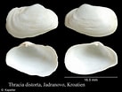 Image result for "thracia Distorta". Size: 137 x 104. Source: www.marinespecies.org