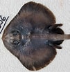 Image result for Neoraja caerulea Geslacht. Size: 101 x 104. Source: shark-references.com