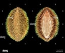 Image result for "nephropsis Aculeata". Size: 128 x 104. Source: www.alamy.com