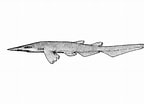 Afbeeldingsresultaten voor "apristurus Stenseni". Grootte: 144 x 104. Bron: fishesofaustralia.net.au