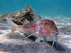 Billedresultat for Adriatic Sea animals. størrelse: 139 x 104. Kilde: www.pinterest.com