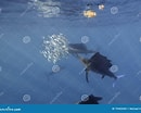 Image result for Atlantische Zeilvis Habitat. Size: 130 x 104. Source: nl.dreamstime.com
