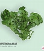 Image result for "halimeda Opuntia". Size: 90 x 104. Source: www.etsy.com