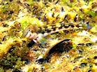 Image result for "lipophrys Adriaticus". Size: 139 x 104. Source: www.marinespecies.org