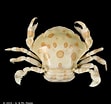 Image result for "lissocarcinus Orbicularis". Size: 111 x 104. Source: www.crustaceology.com