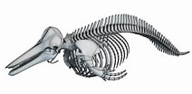 Image result for dolfijn skelet. Size: 212 x 104. Source: www.cgtrader.com