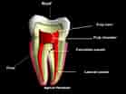 Cell Lines in Dental pulp-साठीचा प्रतिमा निकाल. आकार: 139 x 104. स्रोत: www.emergencydentaljacksonvillefl.com