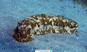 Image result for "astichopus Multifidus". Size: 175 x 104. Source: www.meerwasser-lexikon.de