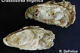Afbeeldingsresultaten voor Crassostrea virginica Anatomie. Grootte: 157 x 104. Bron: www.uniprot.org