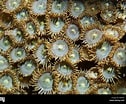 Image result for "Zoanthus Pulchellus". Size: 126 x 104. Source: www.alamy.com