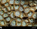 Afbeeldingsresultaten voor "Zoanthus Pulchellus". Grootte: 130 x 104. Bron: www.alamy.com