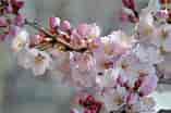 mida de Resultat d'imatges per a cerezos en flor Sakura.: 157 x 104. Font: www.hola.com
