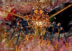 Image result for "panulirus Pascuensis". Size: 145 x 104. Source: inpn.mnhn.fr