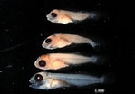 Image result for "thaumastocheles Japonicus". Size: 149 x 104. Source: fishes.science