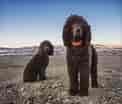 Image result for Irish Water Spaniel. Size: 122 x 104. Source: projectupland.com
