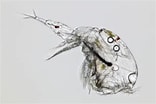 Image result for "corycaeus Longistylis". Size: 156 x 104. Source: mushi-akashi2.blogspot.com