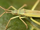 Image result for "leptopentacta Elongata". Size: 138 x 104. Source: www.ahw.me