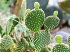 Image result for Cactus Soorten en Namen. Size: 139 x 104. Source: earlyexperts.net