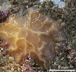 Image result for "placospongia Decorticans". Size: 110 x 104. Source: www.marinespecies.org
