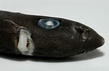 Image result for "squaliolus Laticaudus". Size: 159 x 104. Source: fishesofaustralia.net.au