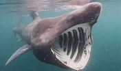 Afbeeldingsresultaten voor Basking Shark. Grootte: 176 x 104. Bron: phys.org