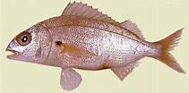 Image result for "pagellus Acarne". Size: 211 x 104. Source: fishbiosystem.ru