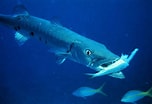 Image result for Barracuda pesce. Size: 152 x 104. Source: infomarina.net