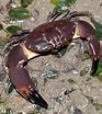 Image result for "menippe Rumphii". Size: 93 x 104. Source: www.wildsingapore.com