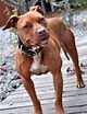 Image result for Pitbull American Terrier. Size: 80 x 104. Source: en.wikipedia.org