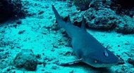 Image result for "carcharhinus Borneensis". Size: 190 x 104. Source: www.pinterest.com