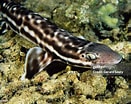 Image result for "atelomycterus Macleayi". Size: 131 x 104. Source: www.gettyimages.com