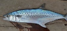 Image result for "scomberomorus Tritor". Size: 224 x 104. Source: fishillust.com