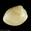Image result for "nucula Hanleyi". Size: 104 x 104. Source: www.conchology.be