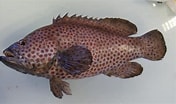 Image result for "epinephelus Cruentatus". Size: 176 x 104. Source: www.poissons.net