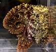 Image result for "octobranchus Floriceps". Size: 111 x 104. Source: inverts.wallawalla.edu