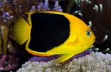 Image result for "holacanthus Tricolor". Size: 160 x 104. Source: www.pinterest.com