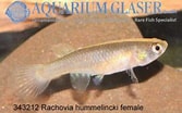 Image result for "paraspadella Hummelincki". Size: 167 x 104. Source: www.aquariumglaser.de
