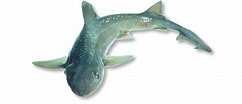 Afbeeldingsresultaten voor "mustelus Lenticulatus". Grootte: 242 x 104. Bron: www.unitedfisheries.co.nz