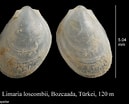 Image result for "lima Loscombi". Size: 129 x 104. Source: www.marinespecies.org