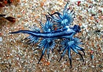 Image result for "Glaucus Atlanticus". Size: 150 x 104. Source: thefunbank.blogspot.com