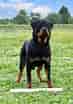 Image result for Rottweiler. Size: 73 x 104. Source: www.pawmaw.com