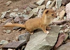 Afbeeldingsresultaten voor Weasel Breeds. Grootte: 144 x 104. Bron: www.britannica.com