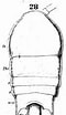 Image result for "temora Discaudata". Size: 60 x 104. Source: copepodes.obs-banyuls.fr