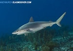 Bildresultat för "carcharhinus Acronotus". Storlek: 150 x 104. Källa: www.elasmodiver.com