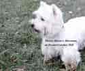 Billedresultat for West Highland White Terrier Adult. størrelse: 125 x 104. Kilde: laurelspuppies.com