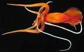 Afbeeldingsresultaten voor Whip-lash Squid. Grootte: 167 x 104. Bron: oceanexplorer.noaa.gov