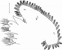Afbeeldingsresultaten voor "pilumnus Spinifer". Grootte: 129 x 104. Bron: www.researchgate.net