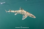 Image result for "mustelus Californicus". Size: 156 x 104. Source: www.sharksandrays.com
