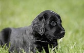 Image result for Flat Coated Retriever Oppdretter. Size: 164 x 104. Source: www.thesprucepets.com
